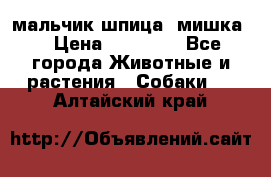 мальчик шпица (мишка) › Цена ­ 55 000 - Все города Животные и растения » Собаки   . Алтайский край